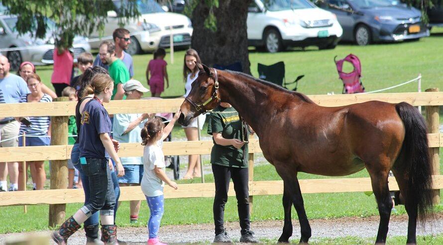 child pets horse on nose