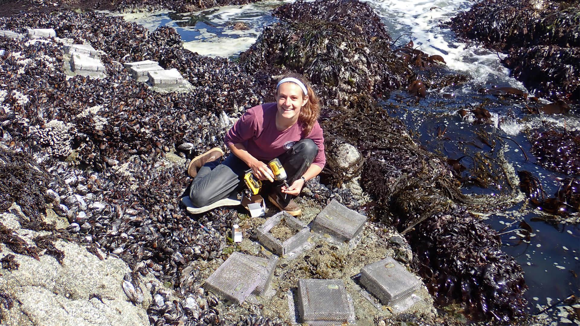 female scientist on rocky beach checking traps