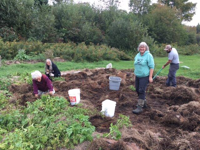 Hardwick Community Garden shared potato bed harvest 2022.