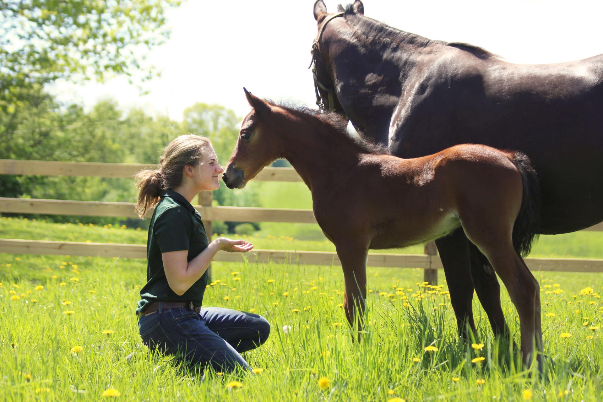 Girl kneeling to see baby horse