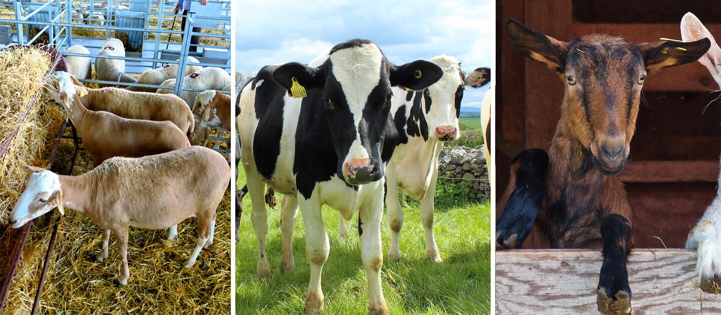 Sheep, dairy cows, and goats are featured in this image.