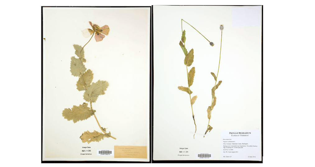 Dried flowers