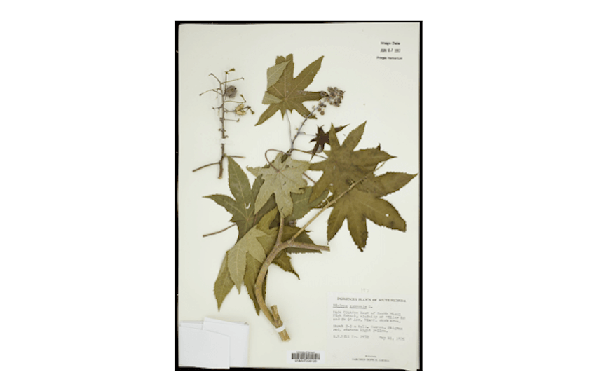 Dried plant