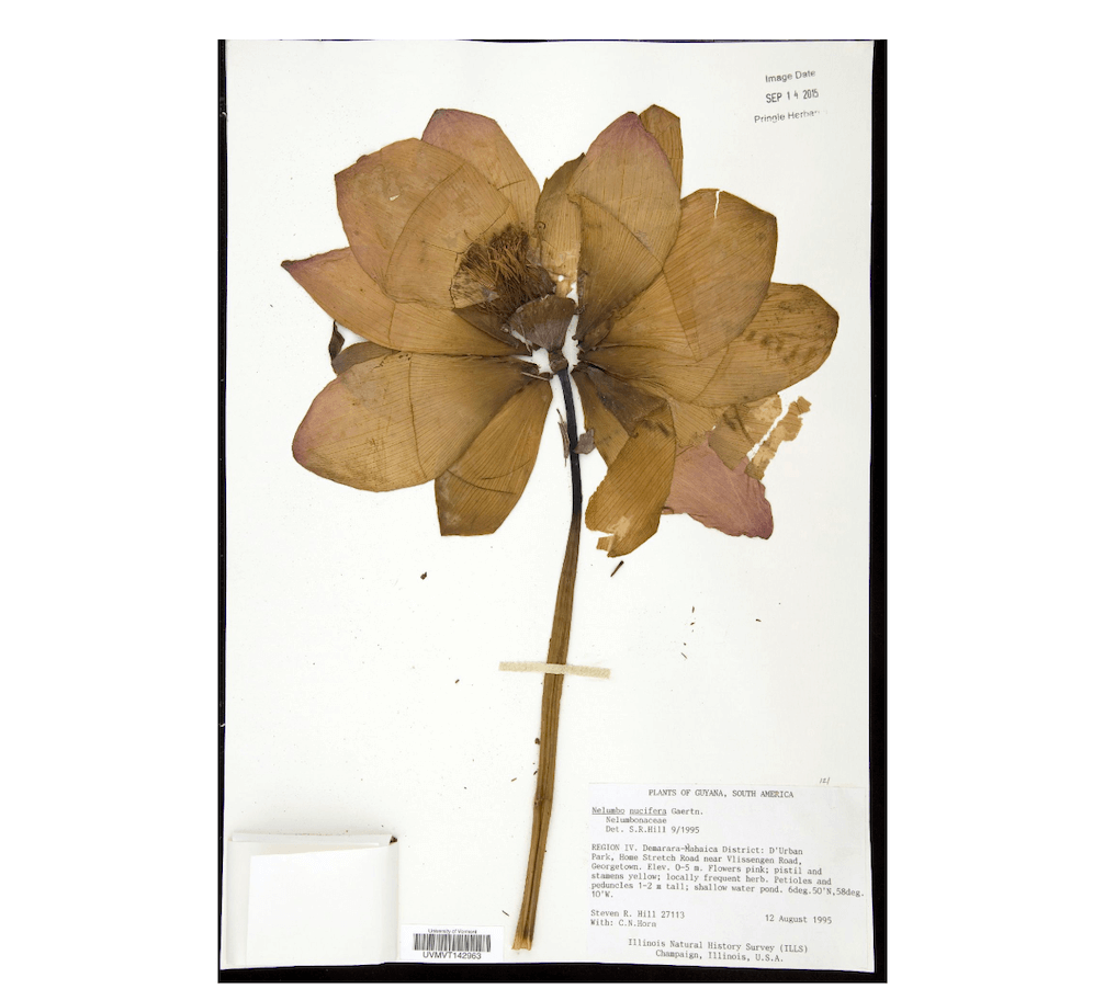 Dried Specimen