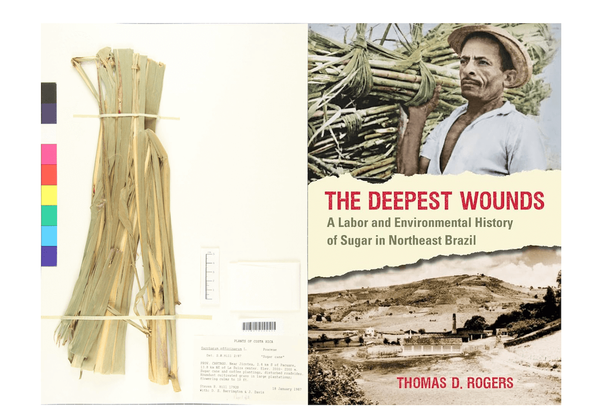 Dried plant and book cover
