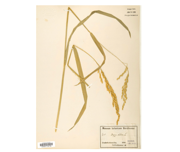 Dried edible plant specimen