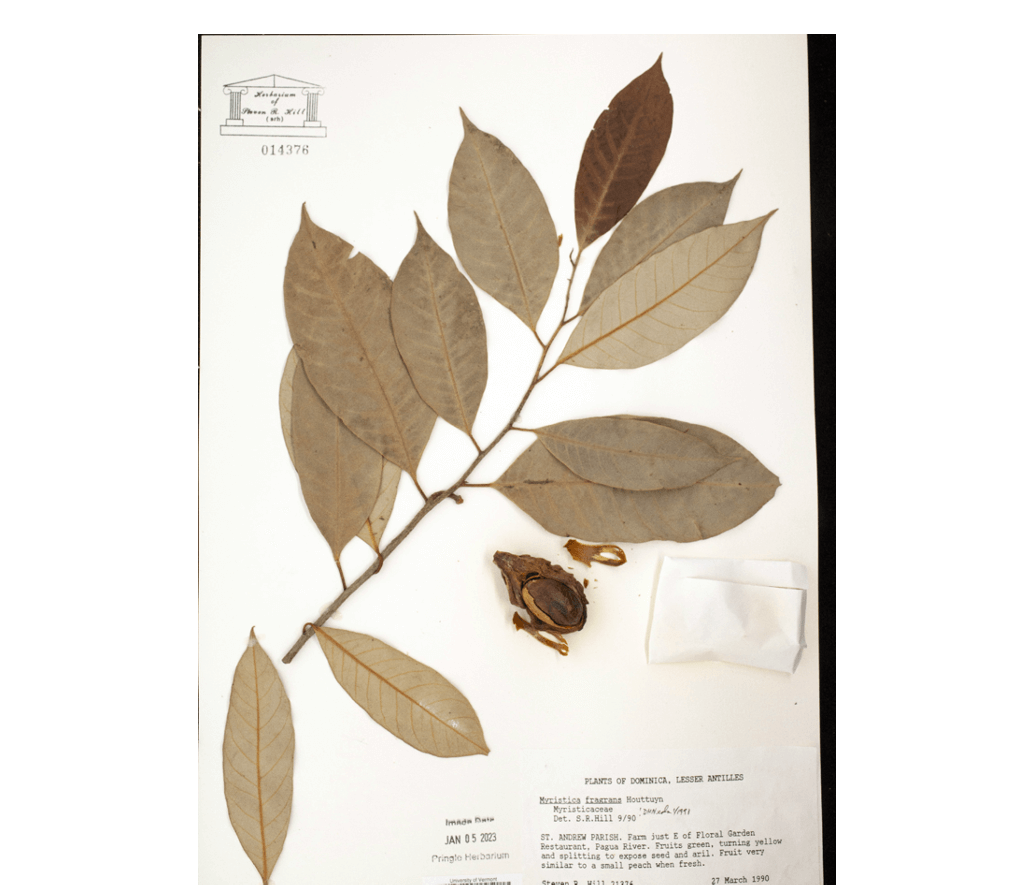 Dried Plant Specimen