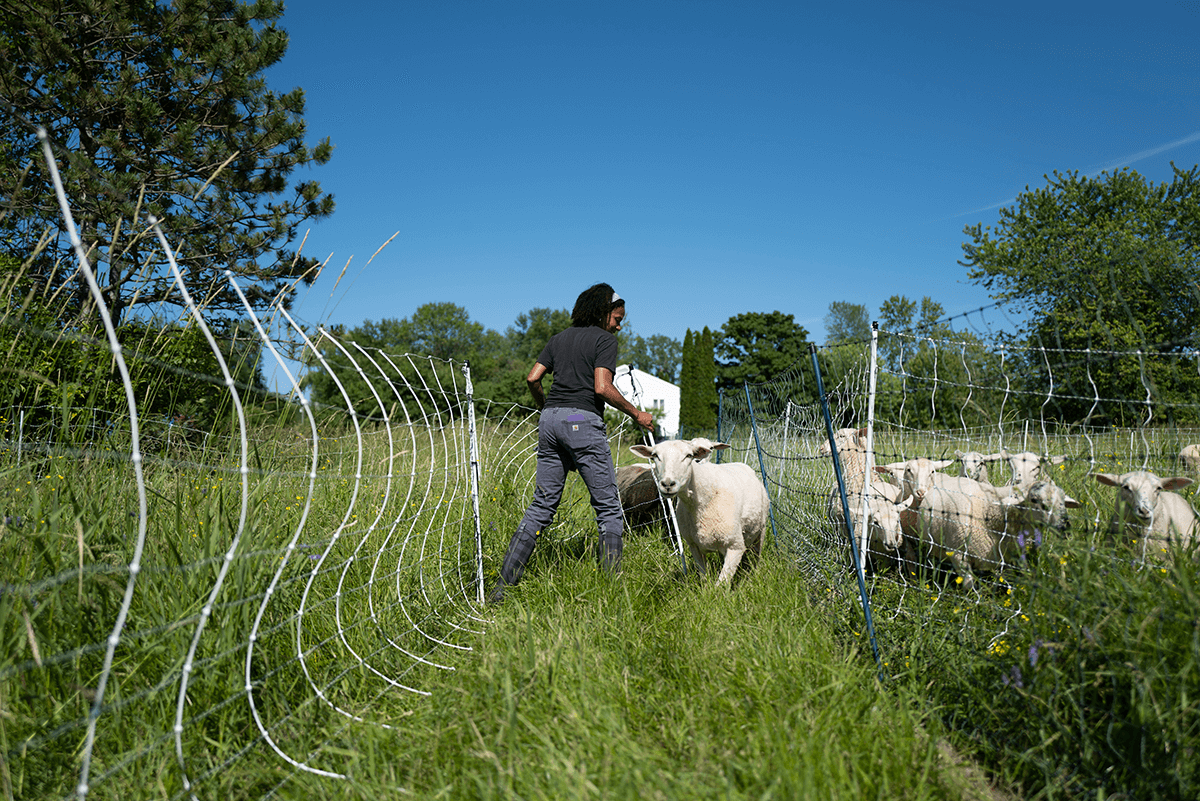 A woman guiding sheep through a fence opening; the bright green grass is long and the sky is clear and blue