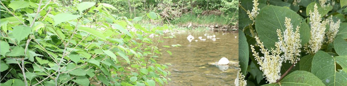 knotweed on a river bank