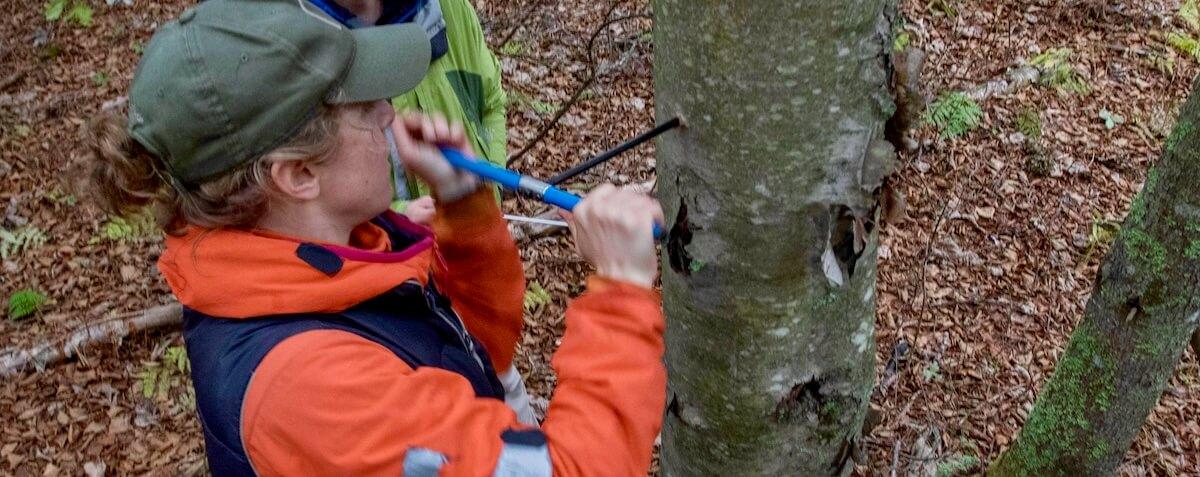 a woman in a baseball cap and bright orange jacket coring a tree with an increment borer