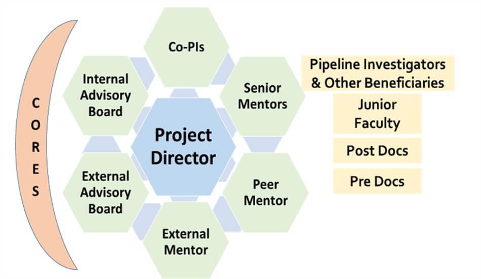 Diagram showing mentoring and scientific support offered to investigators in the Vermont Center for Cardiovascular and Brain Health.