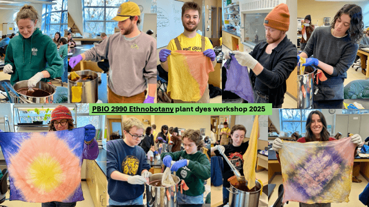 Compilation of photos showing students participating in dye workshop