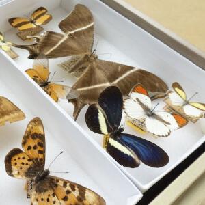 colorful pinned butterfly specimens