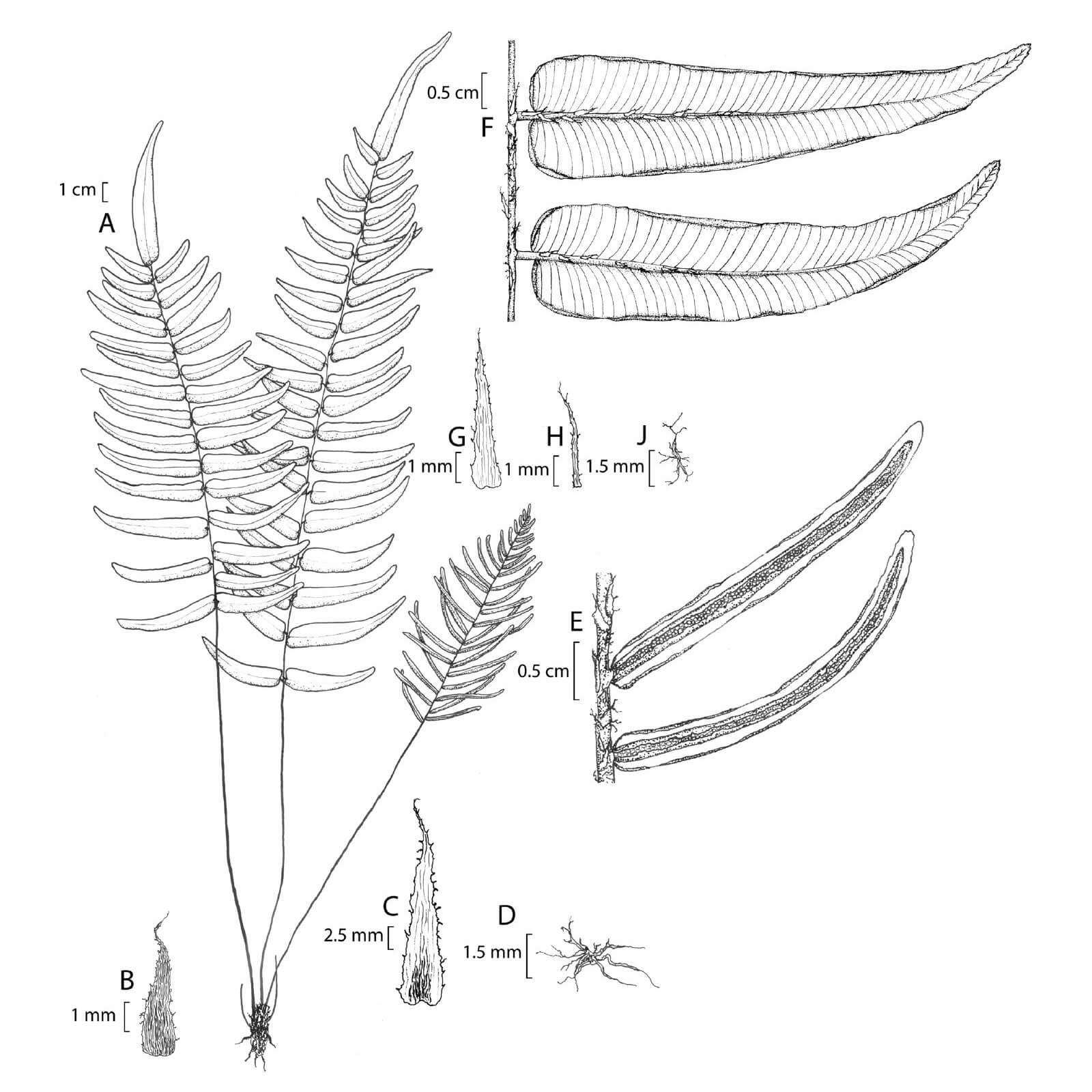 botanical illustration of a fern species