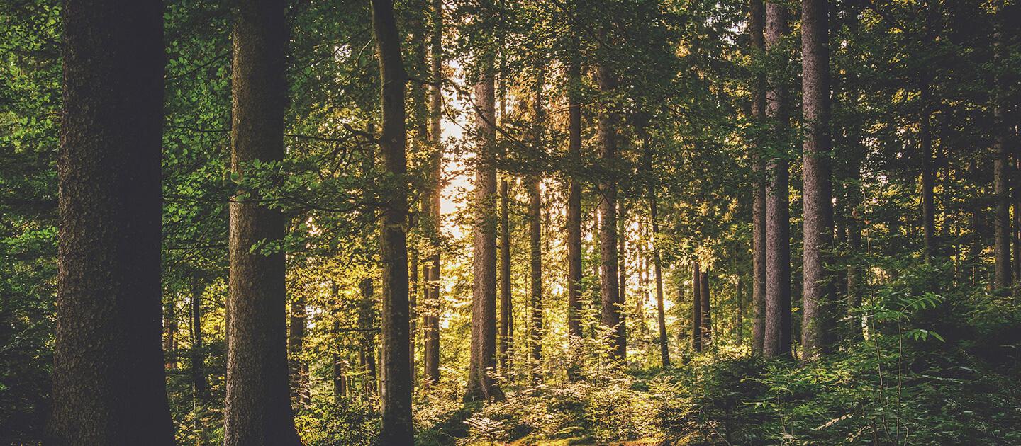 a forest
