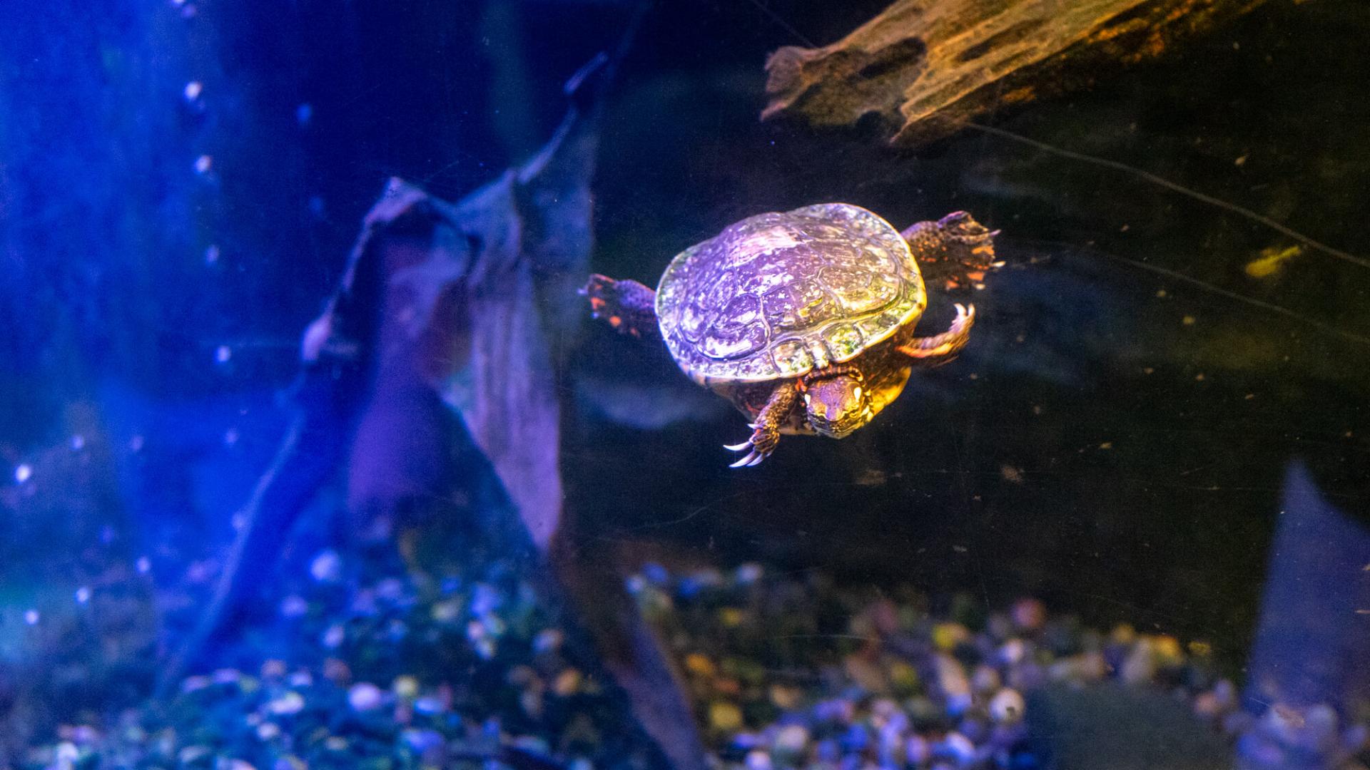 a photo of "Big A," one of the youngest turtles, swimming in his tank