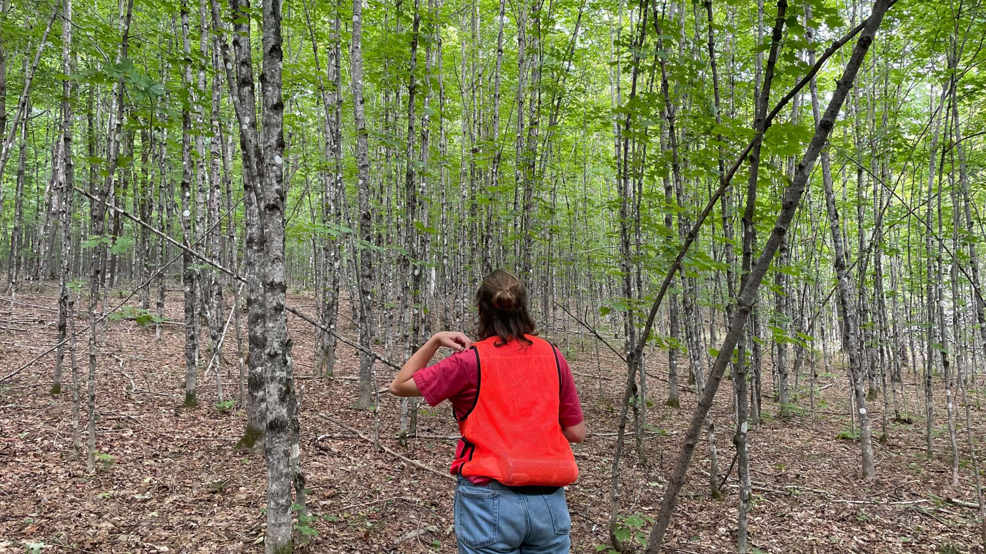 Es Sweeney wearing an orange work vest facing away from the camera and looking at a forest of trees.