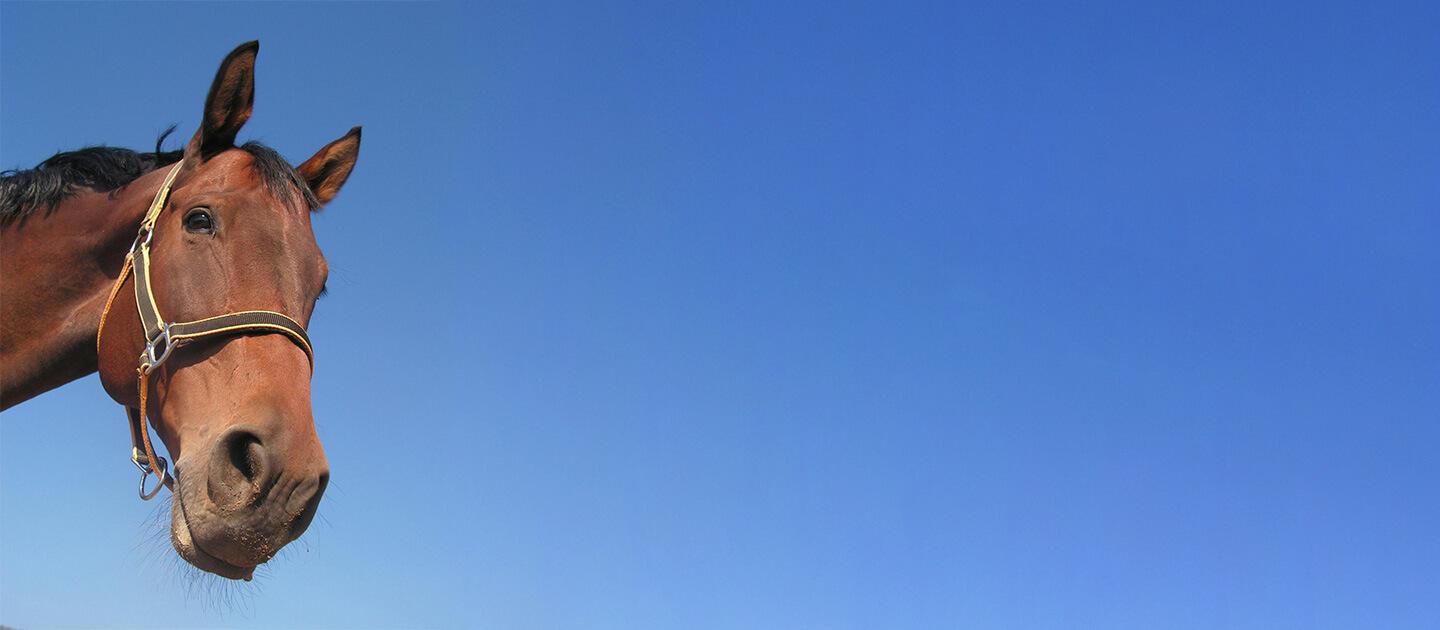 a horse looking down under blue skies