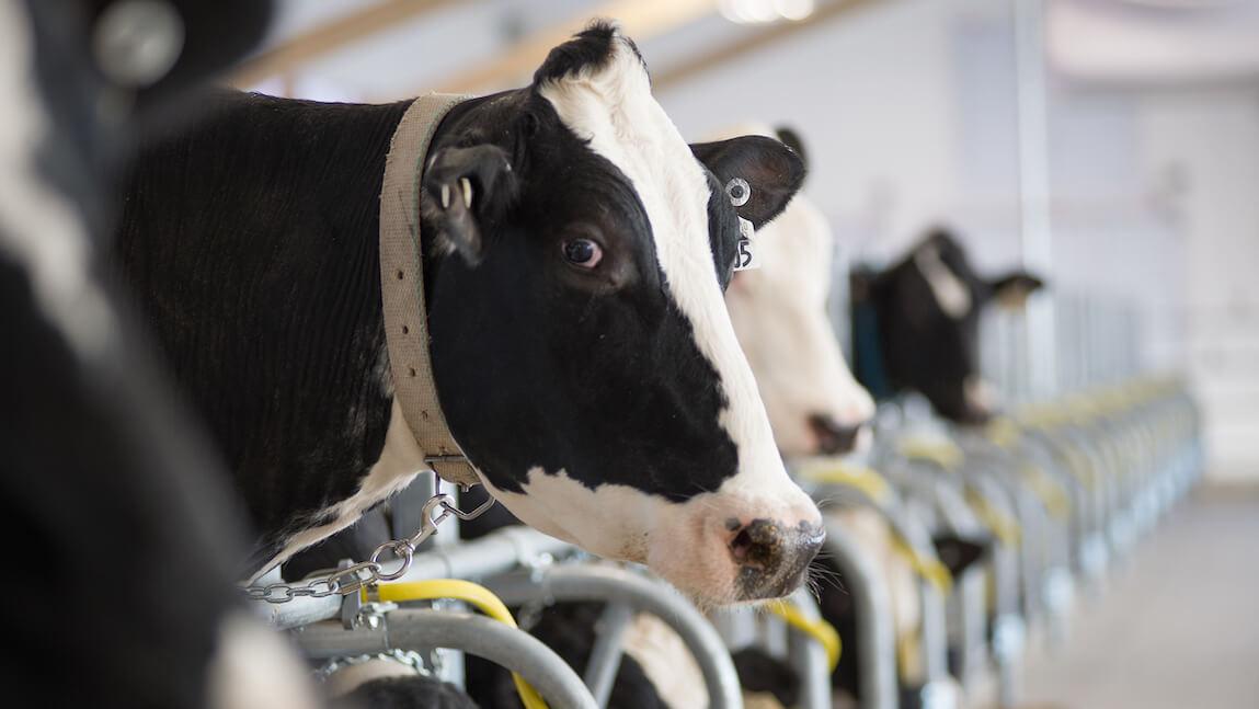 dairy cow standing in a row of cows in a barn stall