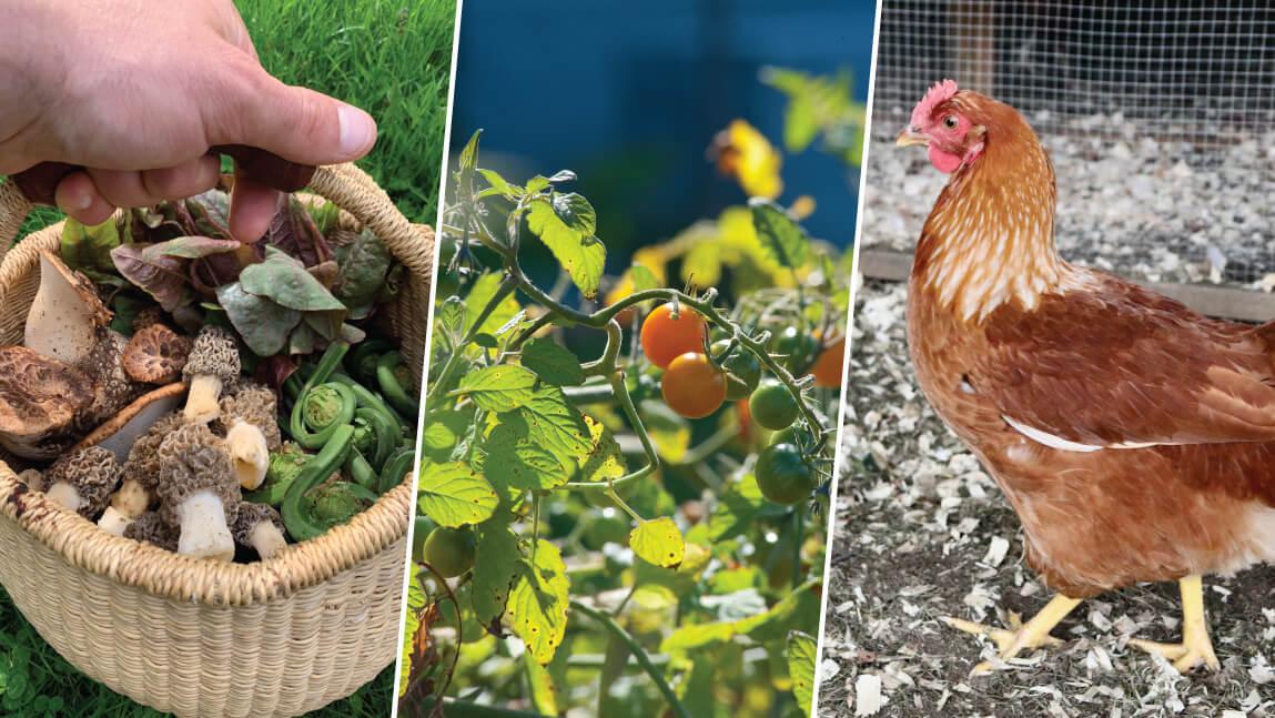 basket filled with mushrooms, greens and fiddleheads; ripening tomatoes on a vine; a chicken walking