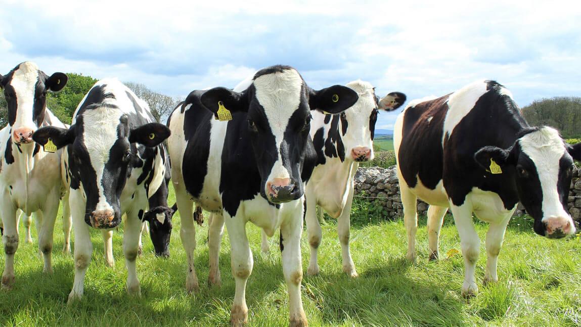 A herd of Holstein cows in a field on a sunny day.