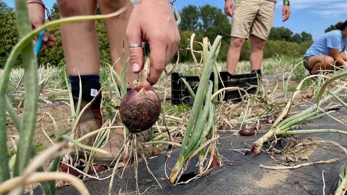 Close-up of onion being pulled out of the ground