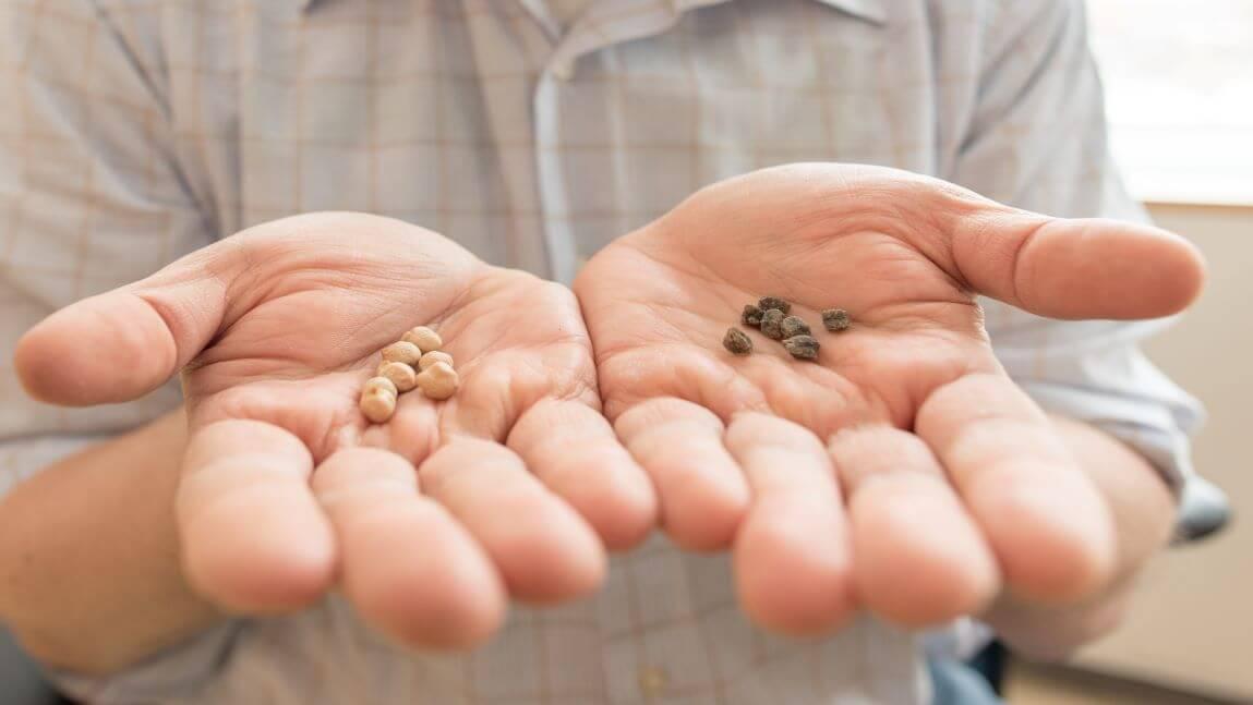hands holding seeds