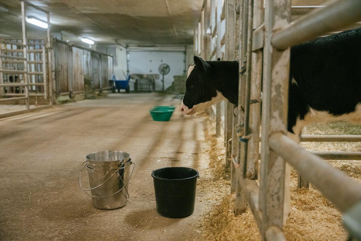 Cow in a barn 