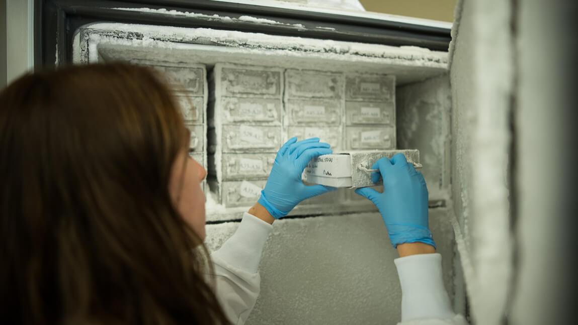 Lab technician removing samples from a freezer