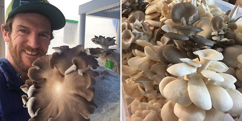 Brendan O'Brien holds one of many cultivated oyster mushrooms