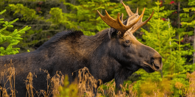 moose in the wild