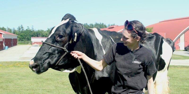 cow and student
