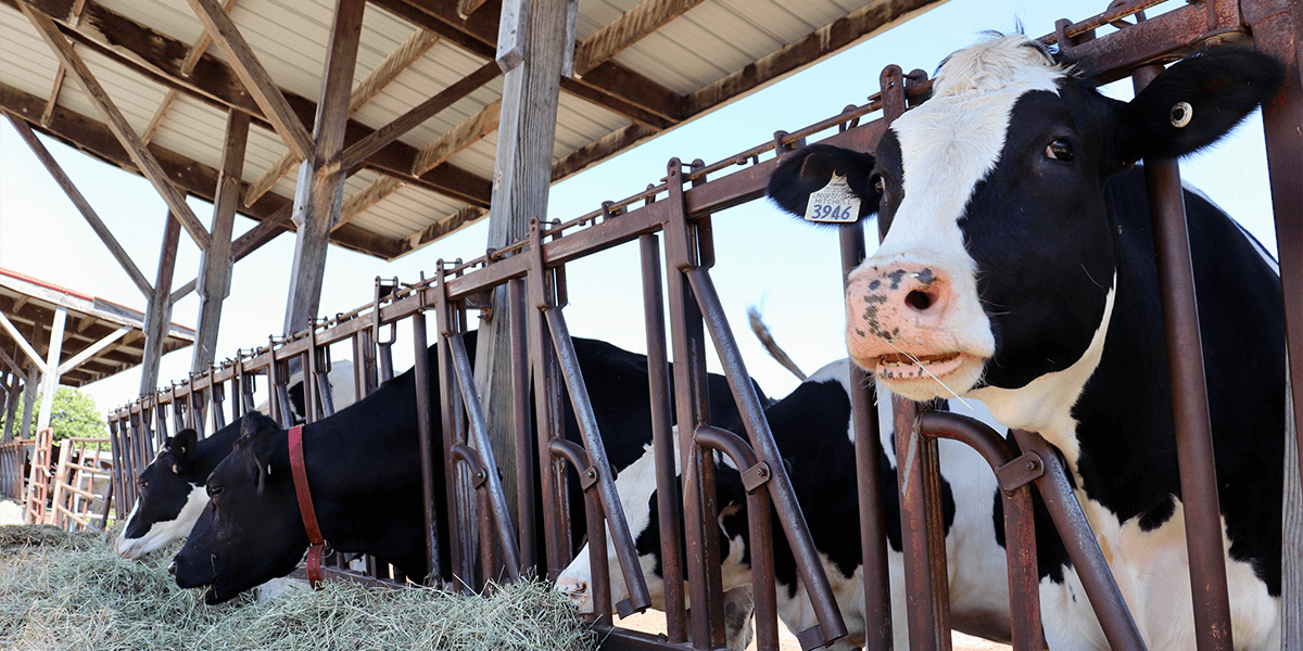 Dairy cows in an open air barn eating silage.